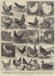 Die Geflügelschau im Crystal Palace